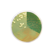 Vibrio Chromogenic Agar CO2054 - Microbiology - Condalab