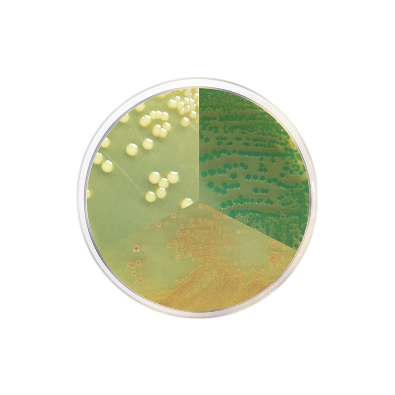 Vibrio Chromogenic Agar CO2054 - Microbiology - Condalab