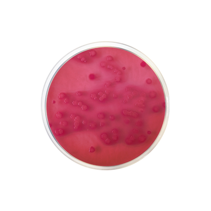 Violet Red Bile Agar with Glucose (VRBG) EP/USP/ISO CO911 - Microbiology - Condalab
