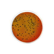 Vogel-Johnson Agar CO1079 - Microbiology - Condalab