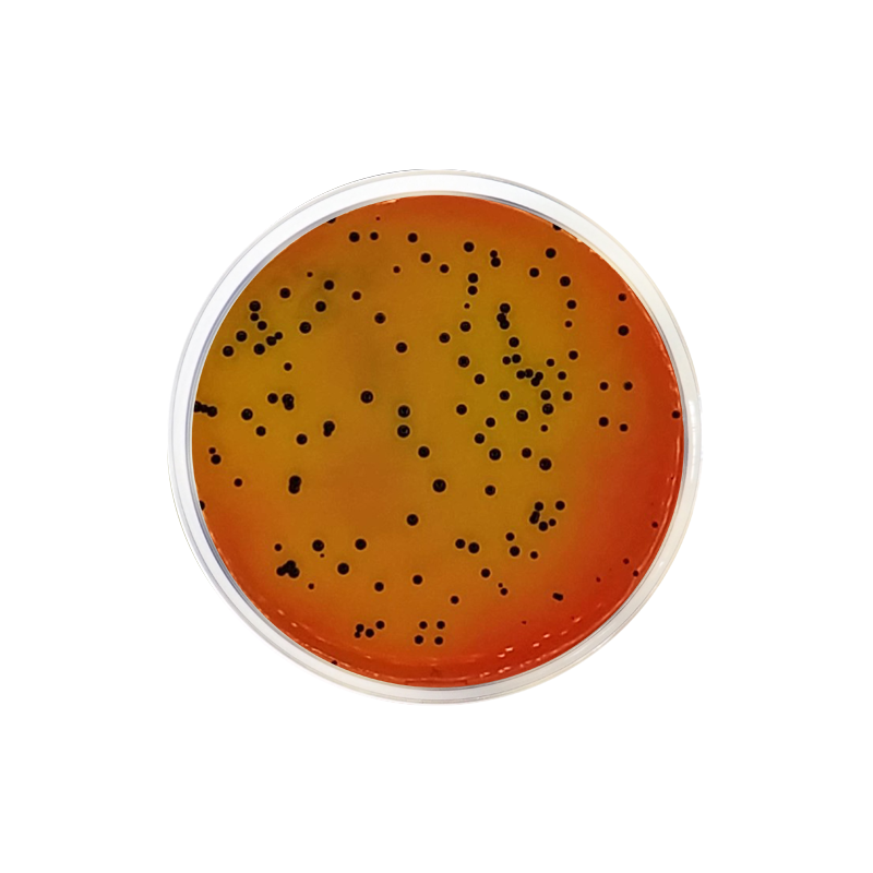 Vogel-Johnson Agar CO1079 - Microbiology - Condalab