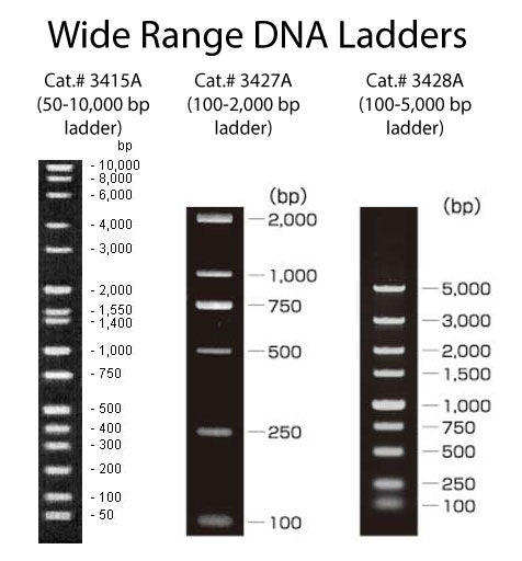 Wide-Range DNA Ladder (100-2,000 bp) 3427B - Cloning - Takara Bio