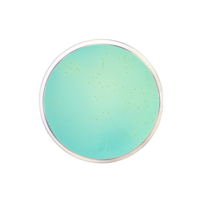 WL Differential Agar CO1026 - Microbiology - Condalab