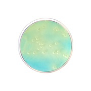 WL Nutrient Agar CO1086 - Microbiology - Condalab