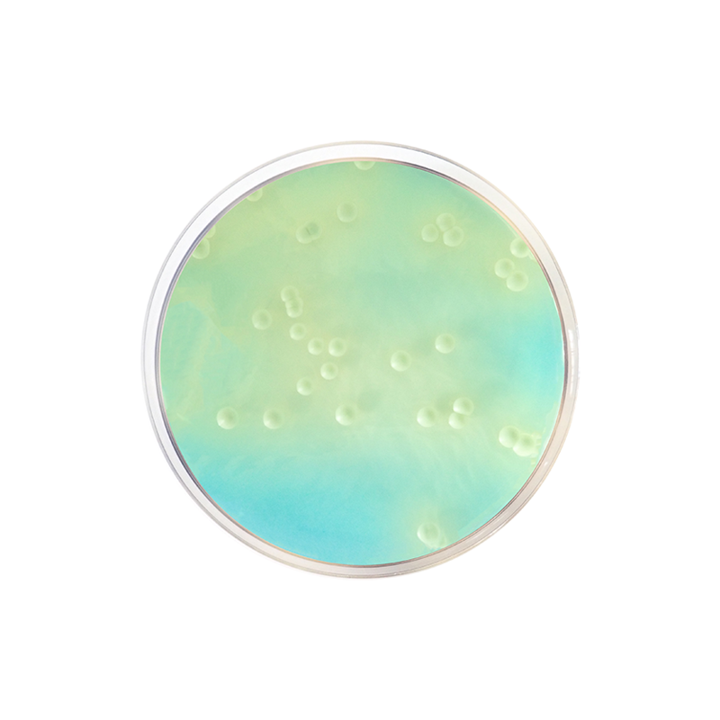 WL Nutrient Agar CO1086 - Microbiology - Condalab