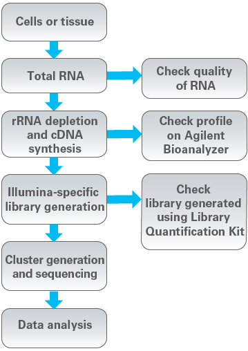 DNA Standards for Library Quantification 638325 - Next-generation sequencing - Takara Bio