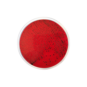XLD Agar EP/USP CO930 - Microbiology - Condalab