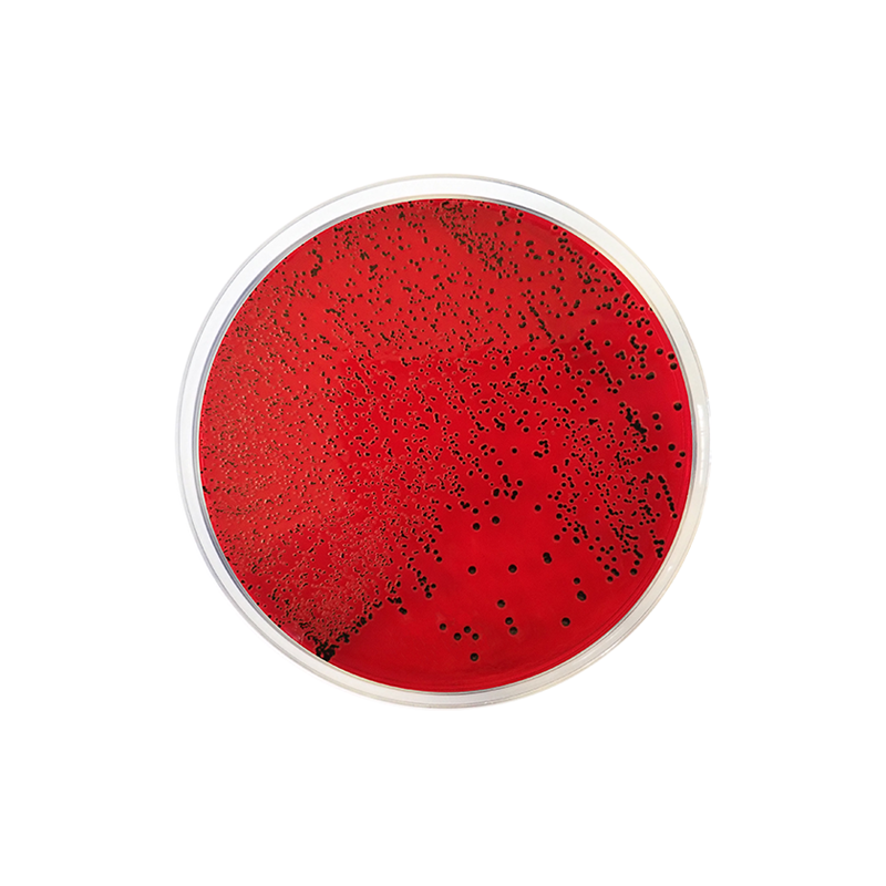 XLD Agar EP/USP CO930 - Microbiology - Condalab