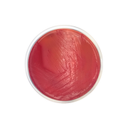 Yersinia Selective Agar Base (CIN) ISO CO1126 - Microbiology - Condalab
