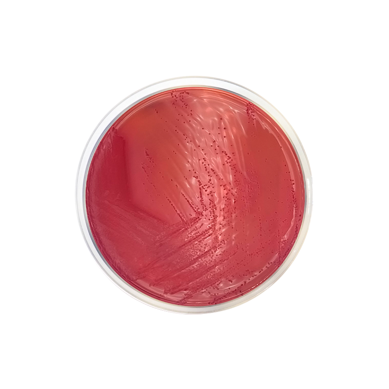 Yersinia Selective Agar Base (CIN) ISO CO1126 - Microbiology - Condalab
