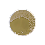 YPD Agar 1546 - Molecular biology - Condalab