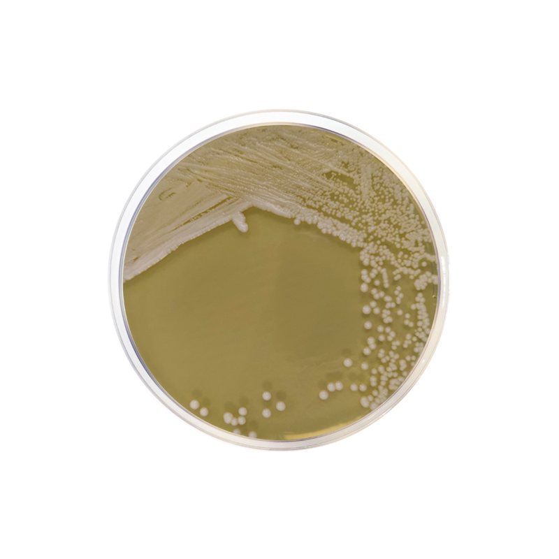 YPD Agar 1546 - Molecular biology - Condalab